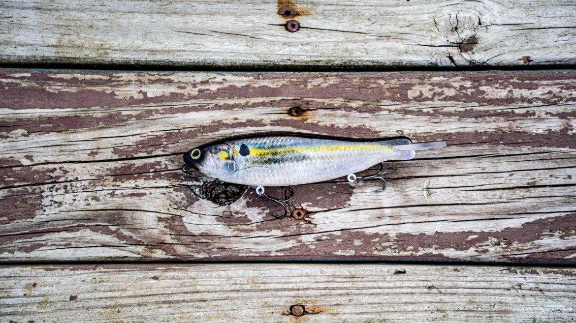 SKID ROE (THREADFIN SHAD)‼️