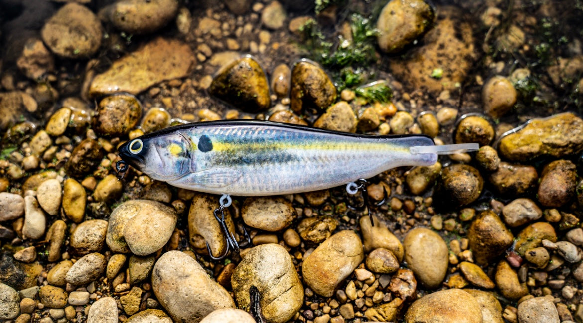 SKID ROE (THREADFIN SHAD)‼️