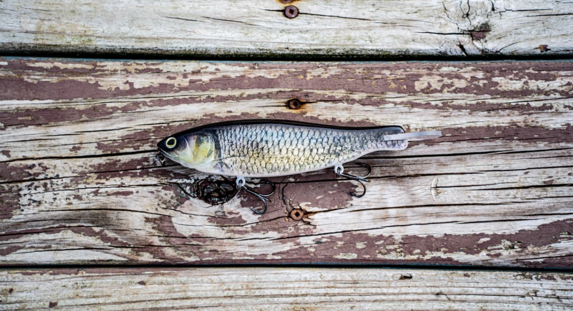 SKID ROE (EZY MINNOW)‼️