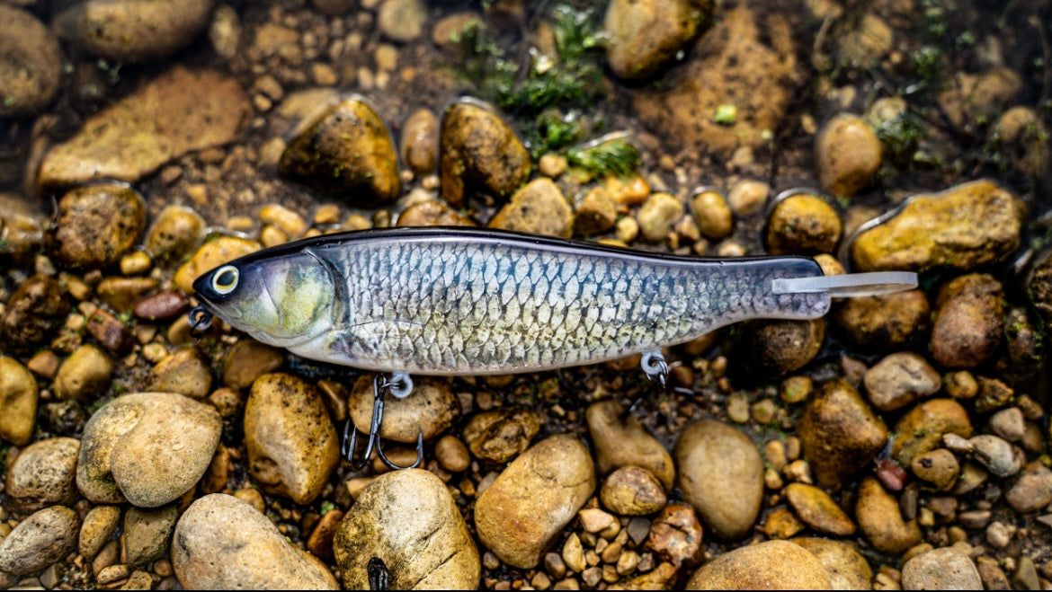 SKID ROE (EZY MINNOW)‼️