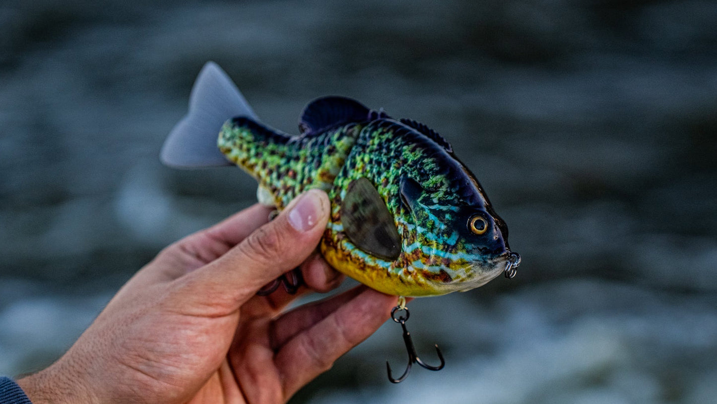 GEN THREE (SMOKEY GREY PUMPKINSEED)