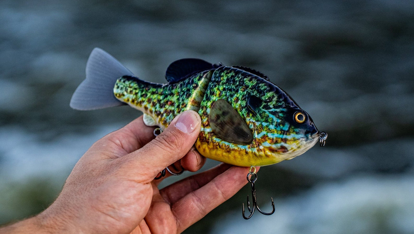 GEN THREE (SMOKEY GREY PUMPKINSEED)