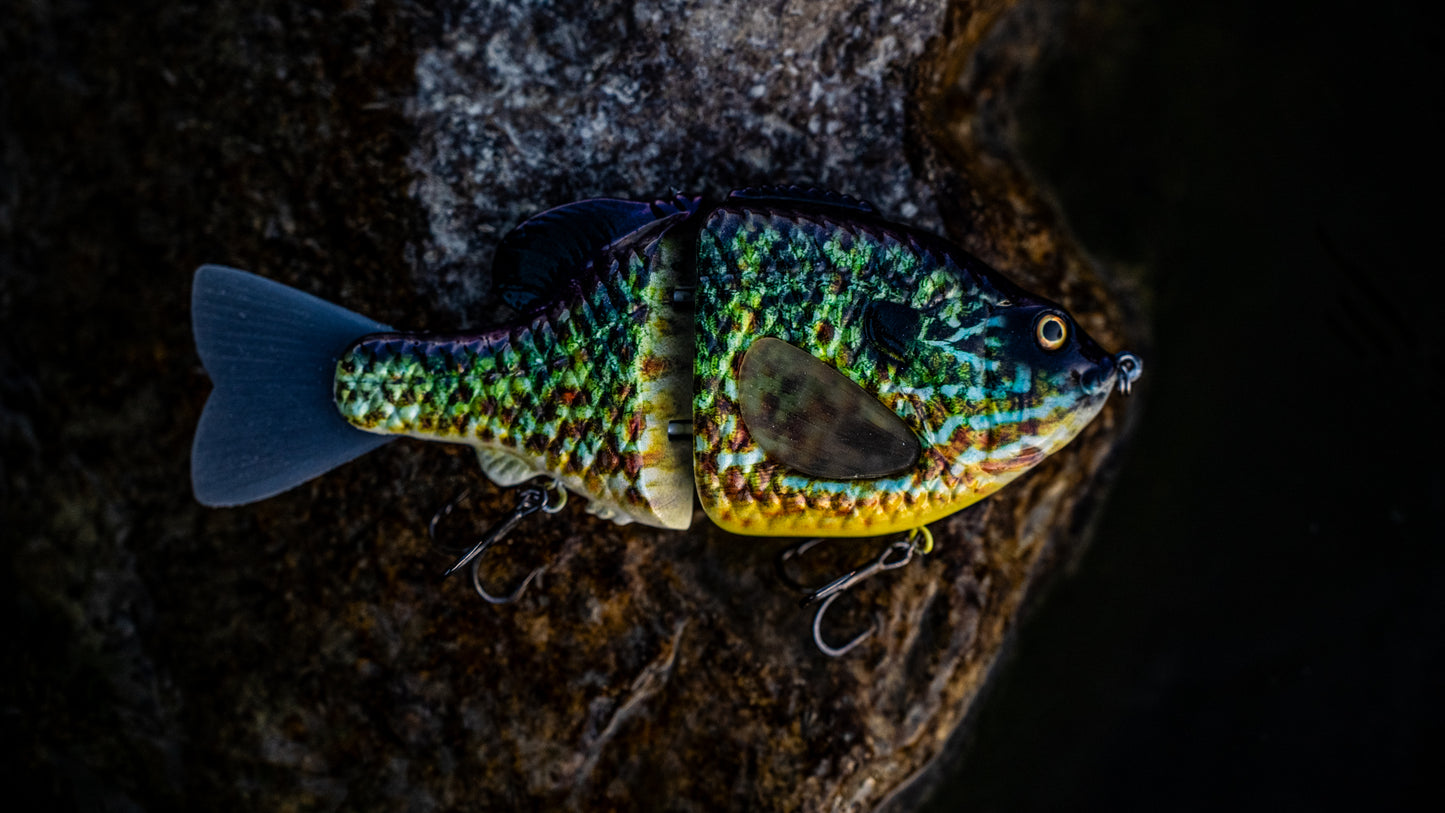 GEN THREE (SMOKEY GREY PUMPKINSEED)