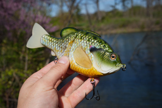 GEN THREE REGAL BREAM