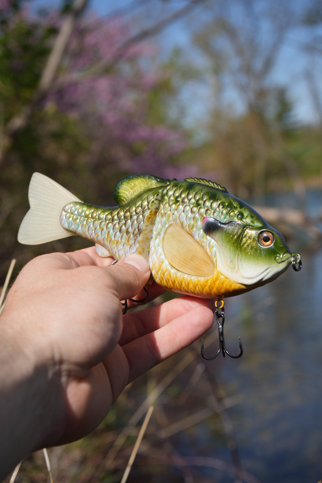 GEN THREE REGAL BREAM