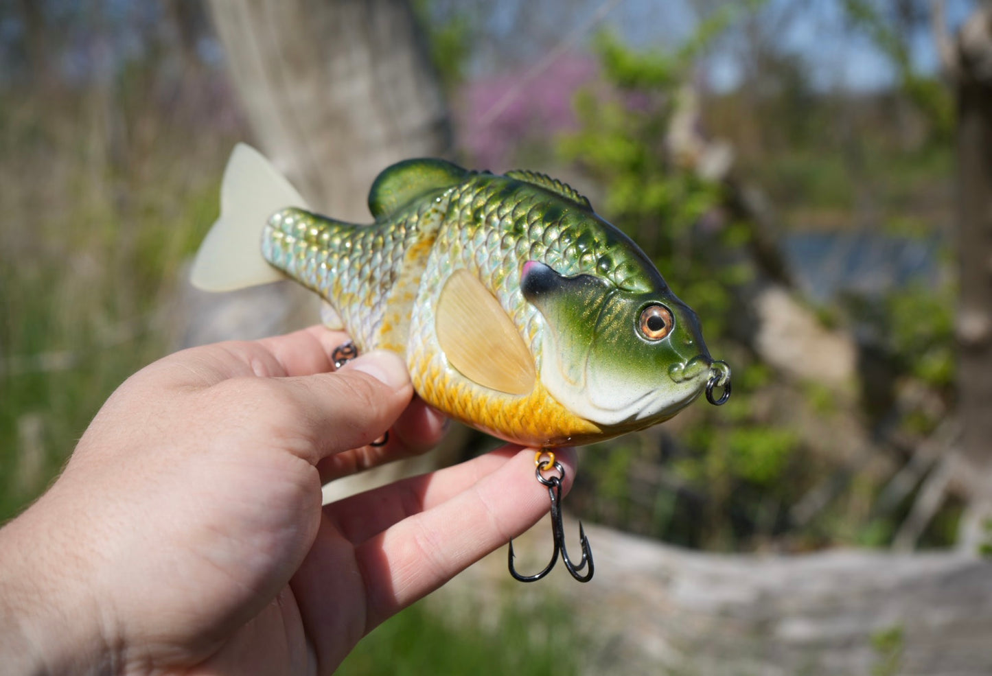 GEN THREE REGAL BREAM