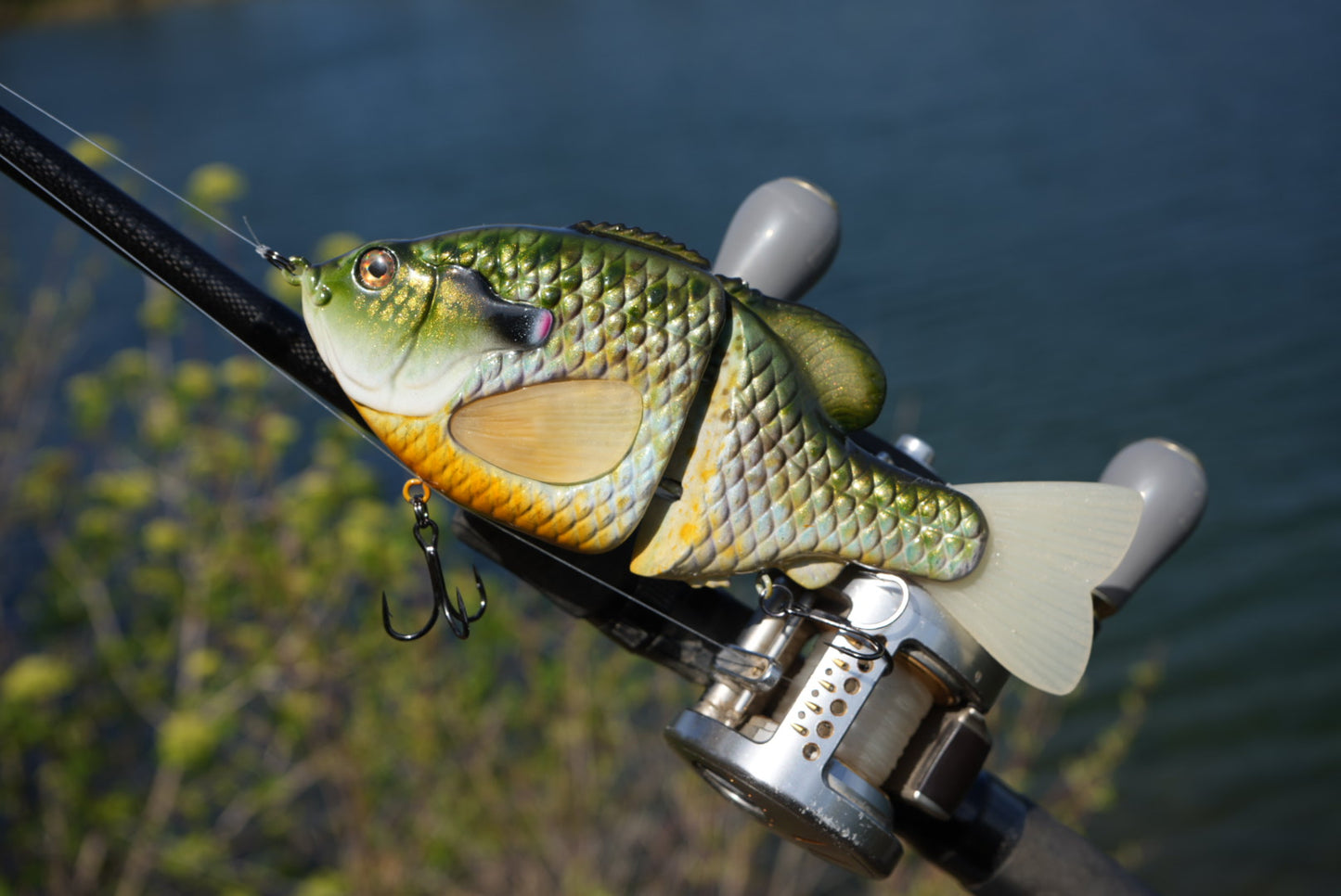 GEN THREE REGAL BREAM