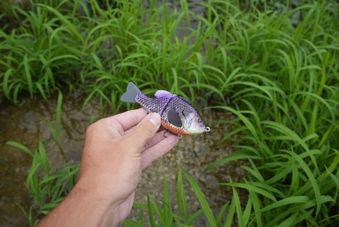 GEN THREE CBS ROYAL GILL