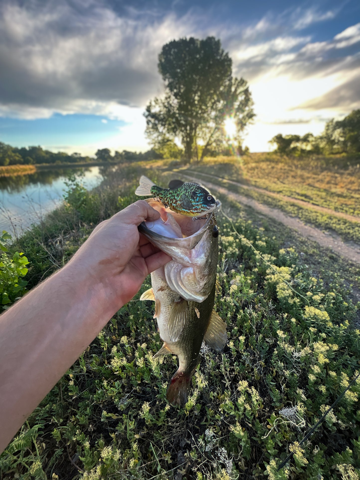GEN THREE MINI SMOKEY GREY PUMPKINSEED